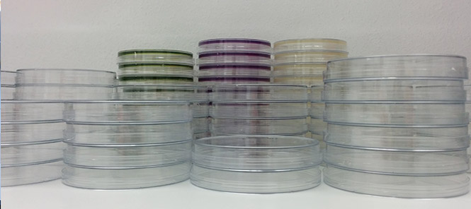 Legionella